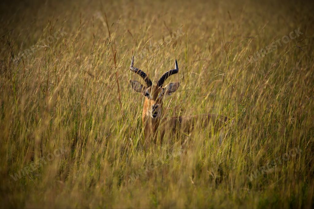 A beautiful antelope in a field in Uganda