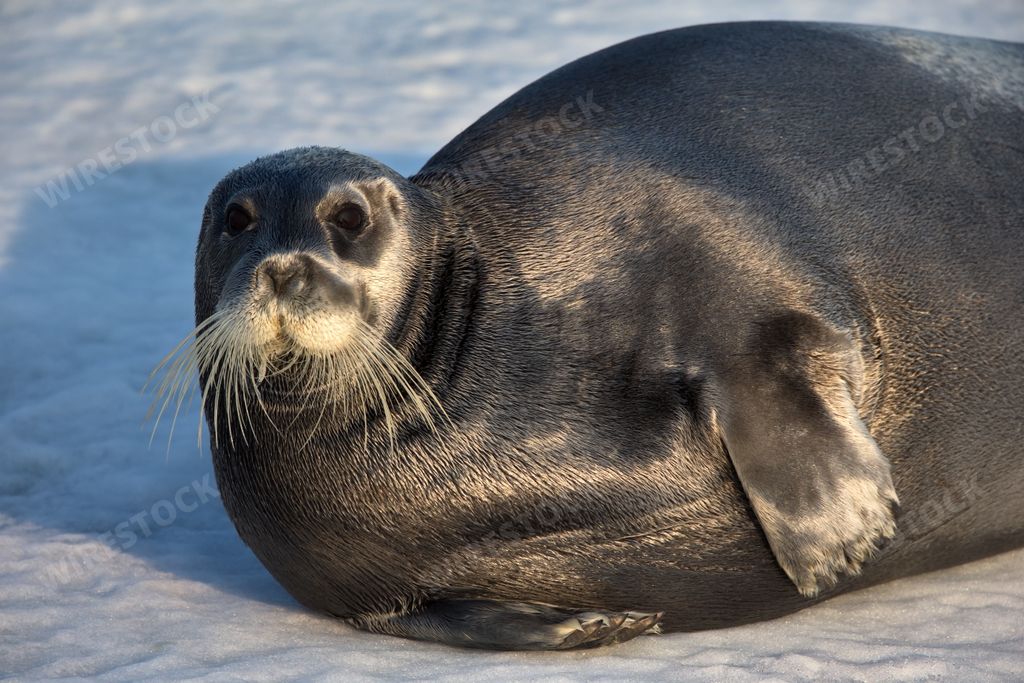 A closeup of a plump seal lying on icy surface in Svalbard, Norway