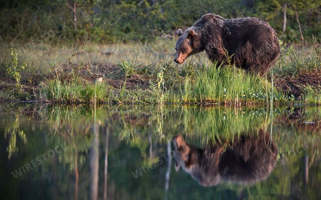 A brown Grizzly bear on the ground and trees by reflecting water lake in the forest in Finland