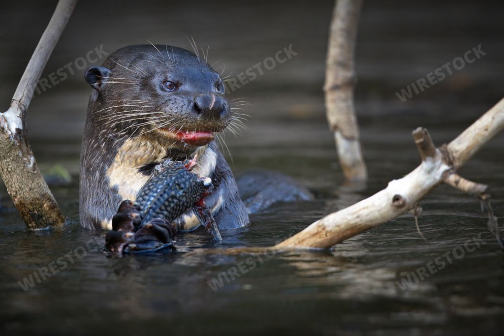 An otter eating a fish in a river in Pantanal, Brazil during daylight