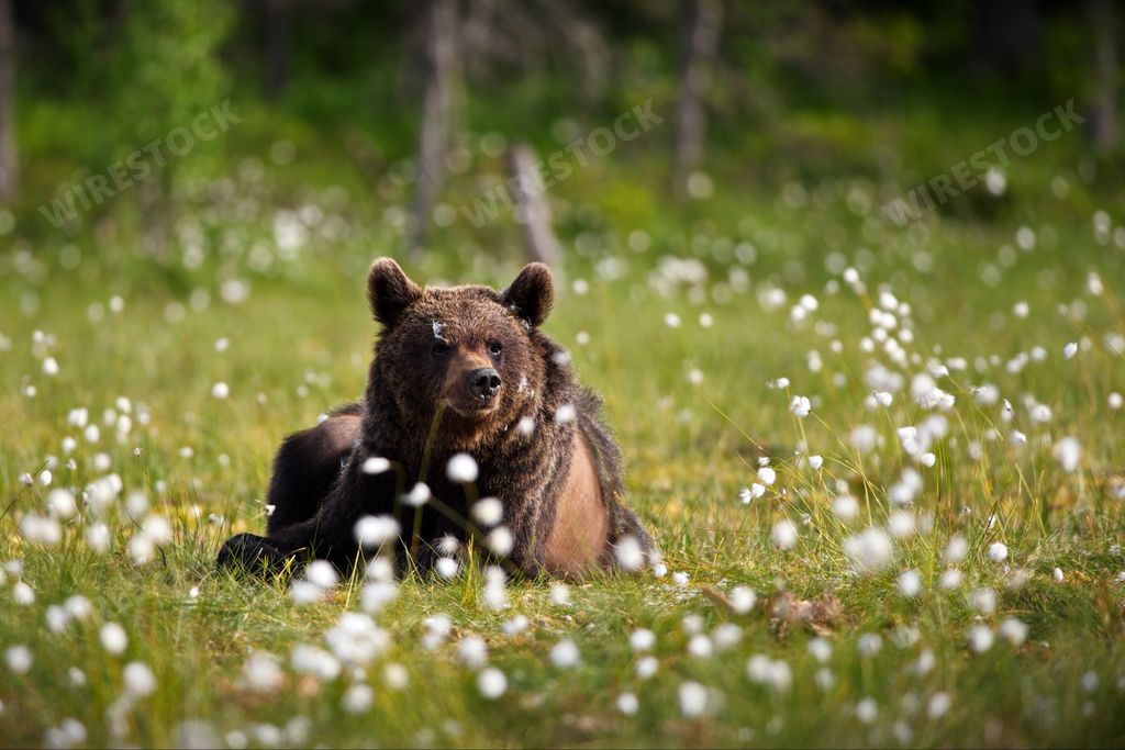 A big bear walking in a field covered with white flowers in a forest in Finland
