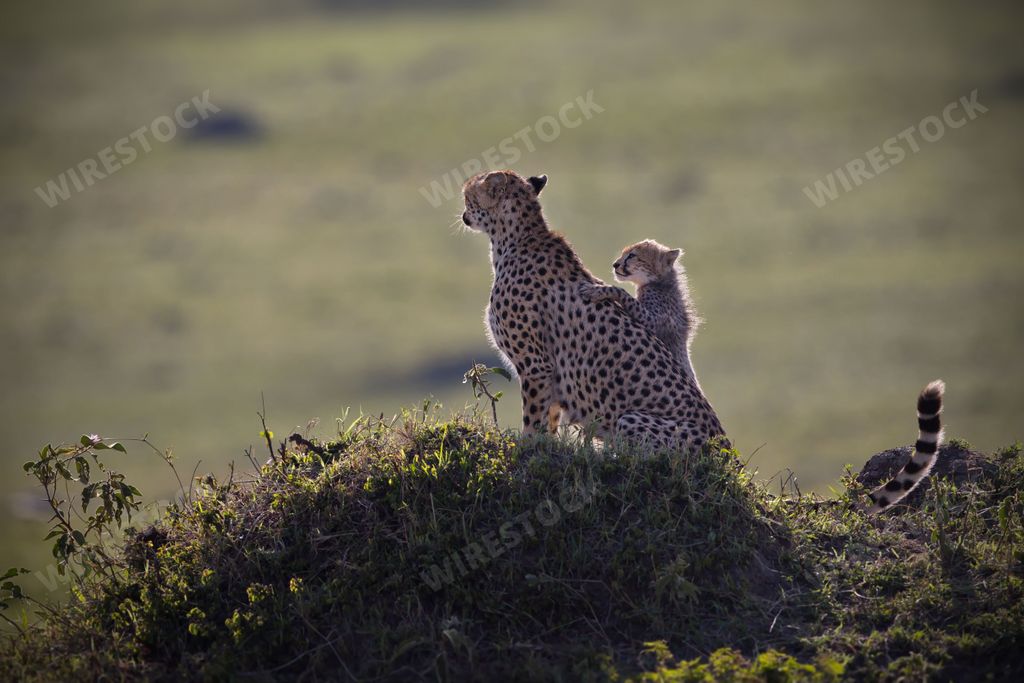 An adorable shot of a little cheetah on its mother's back standing on a height