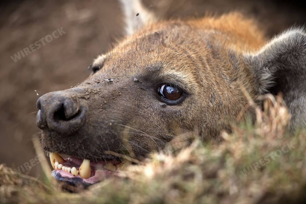 A hyena laying down in the grass with its teeth open