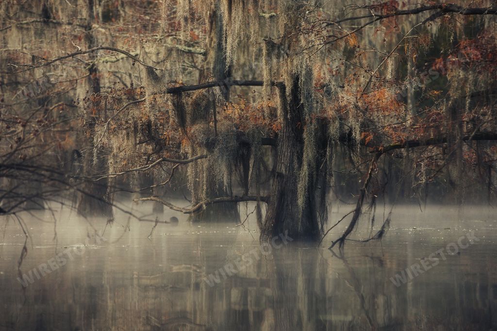 A beautiful reflection of trees and wethering foliage on Cypress Swamps, USA