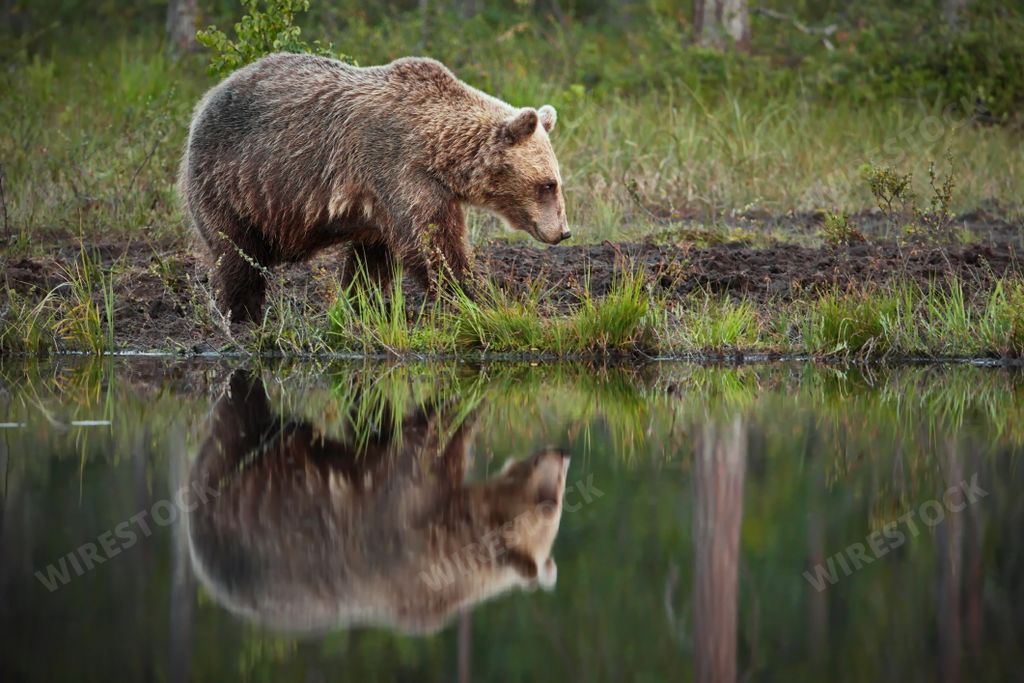 A brown bear walking along the river with reflection in Finland