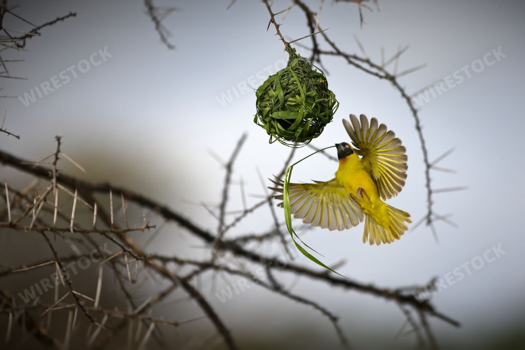 A southern masked weaver bird near its nest in Tanzania during daylight