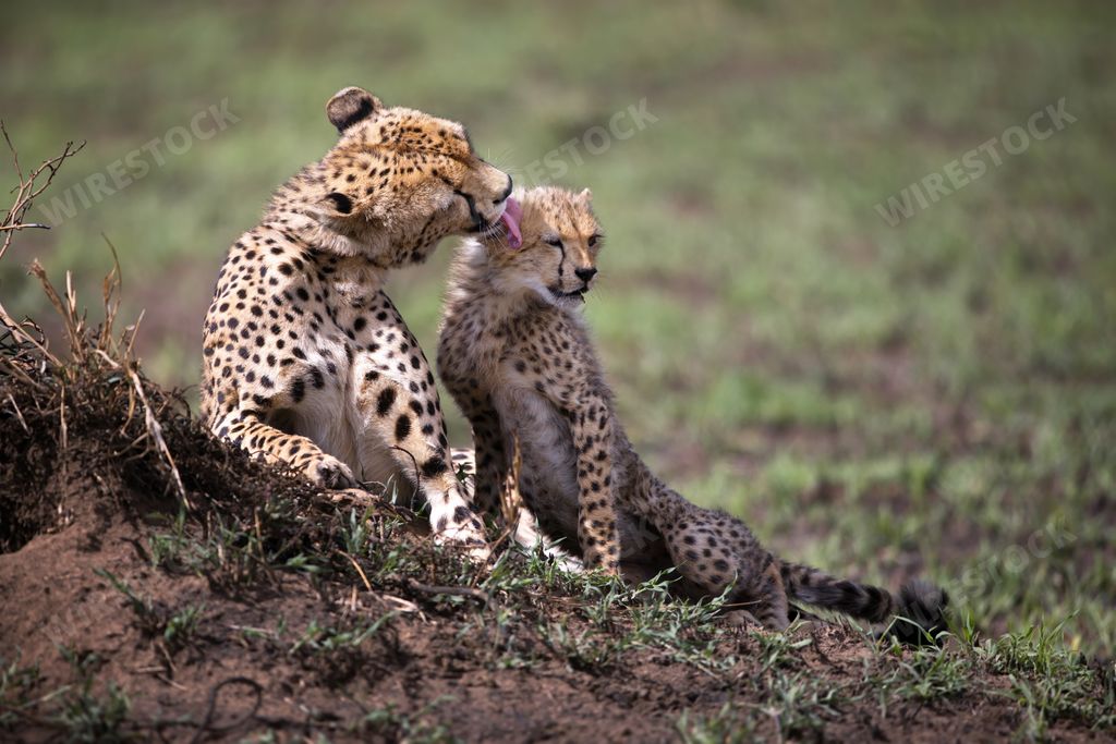 A closeup of two East African Cheetahs in a field under the sunlight in Tanzania