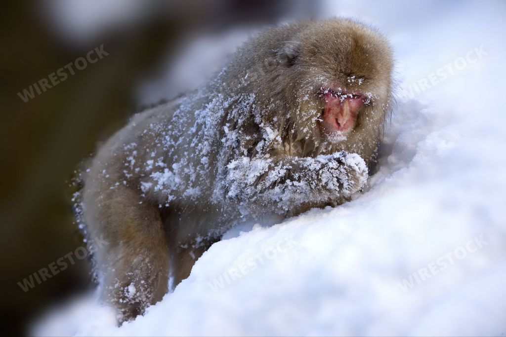 A Japanese macaque perched atop a pile of white snow, with its mouth open in a relaxed pose in Jigokudani Monkey Park, Japan