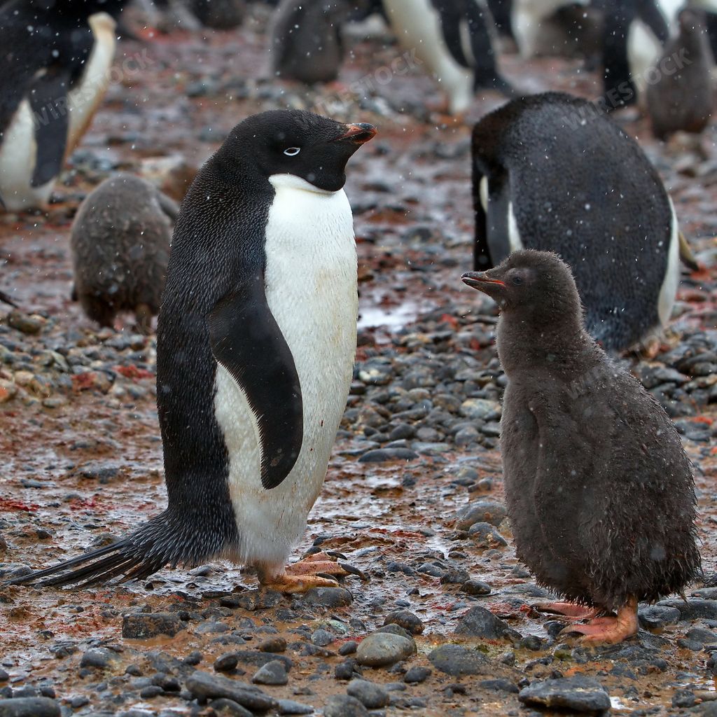 A beautiful view of two Adelie penguins standing on a rocky pebbles ground in Antarctica