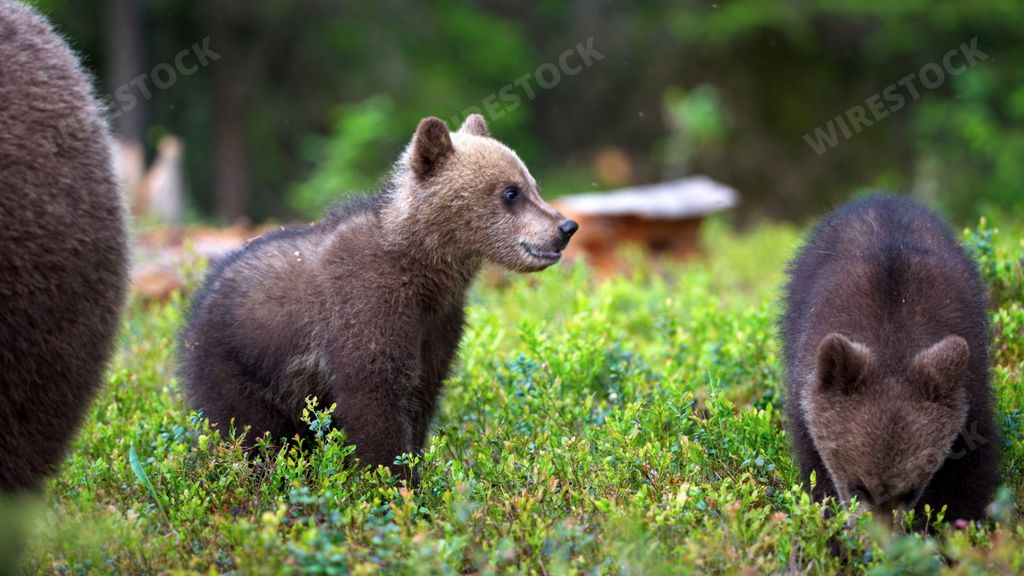 A cute two baby brown bears on a green grass in a forest in Finland