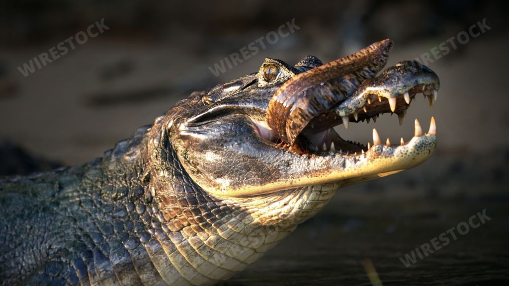 A closeup of a large terrifying alligator eating fish in a pond in Pantanal, Brazil