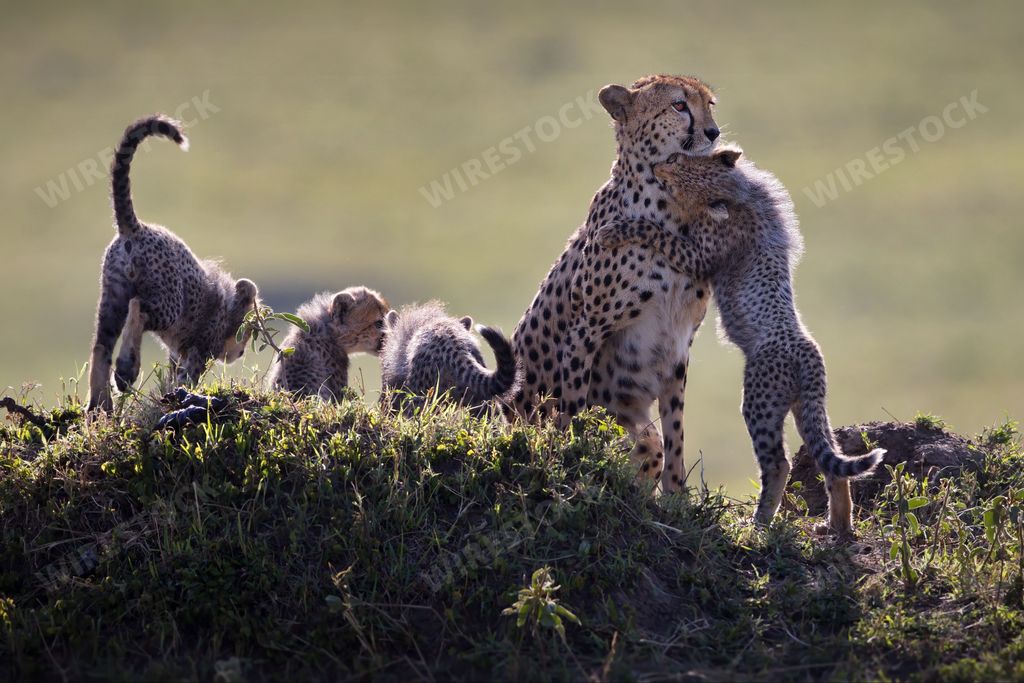 A little cheetah standing on its feet and hugging its mother while the other cheetahs stand beside