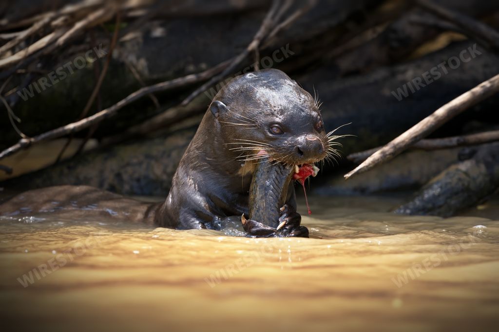 A mongoose caught the snake in the water and eats in Pantanal, Brasil