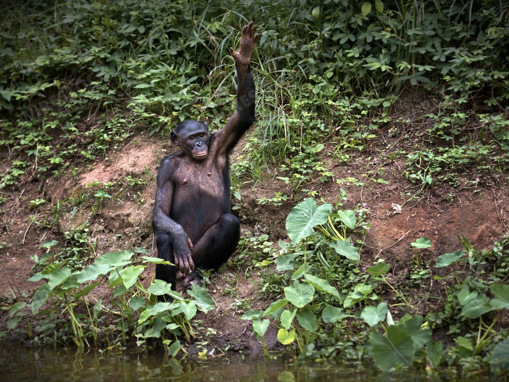 A bonobo monkey sitting and raising its hand in the Democratic Republic of the Congo