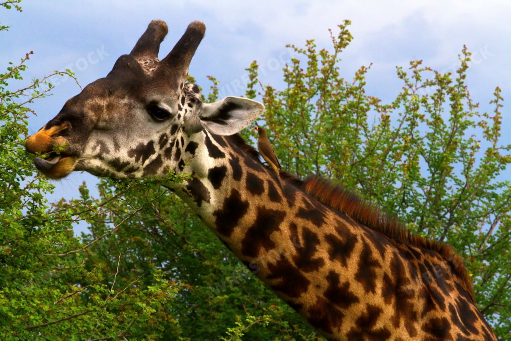 A giraffe in an open field in Tanzania