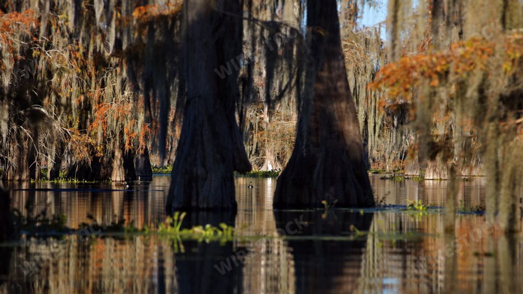 A beautiful view of the Cypress swamps, USA