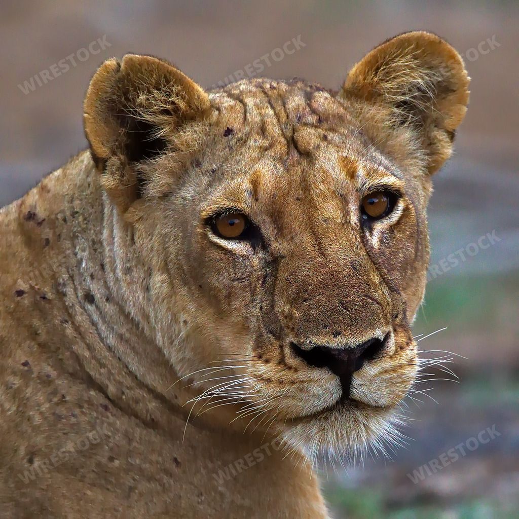 A closeup shot of a beautiful female lion face