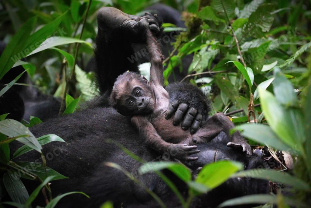 A mother gorrilla playing with her baby in a forest in Uganda