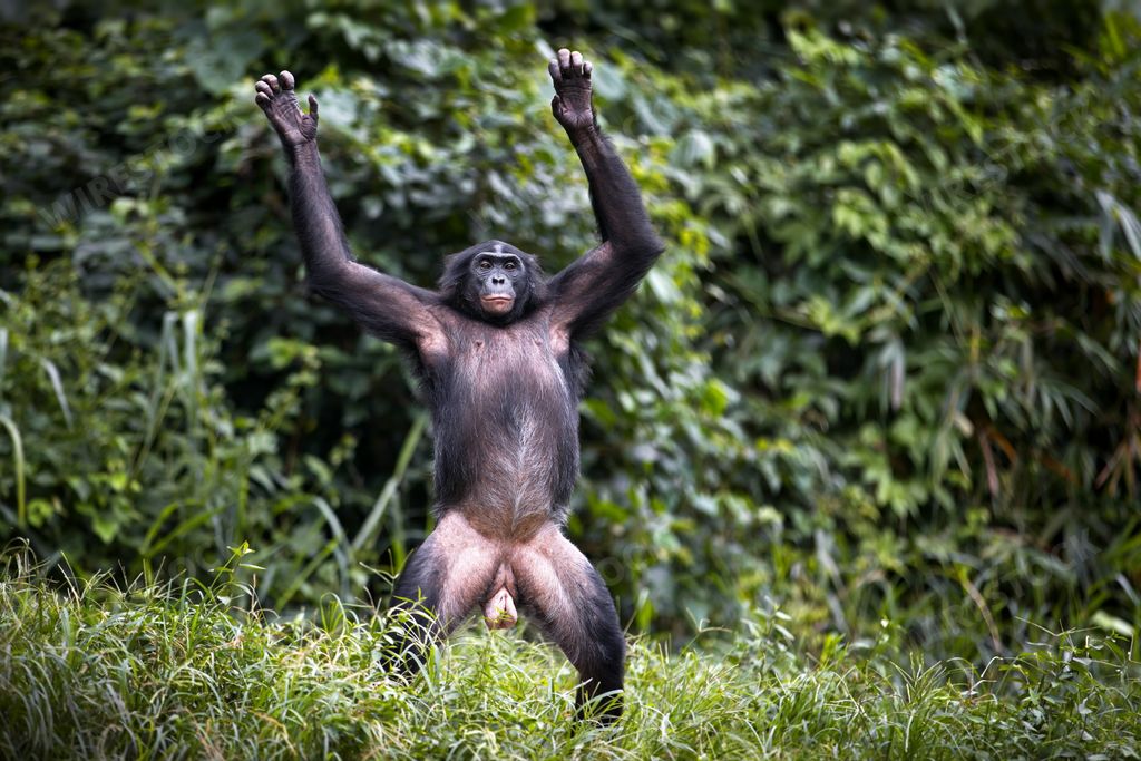 A male bonobo monkey standing and stretching in the Democratic Republic of the Congo