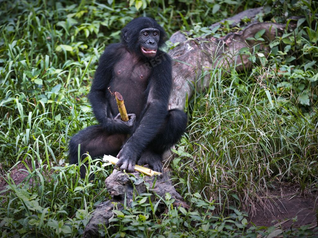 A bonobo monkey eating a wood stalk in the Democratic Republic of the Congo