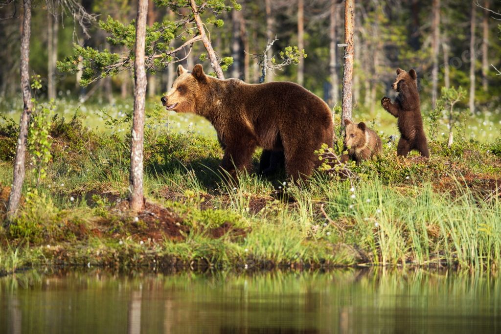 The brown baby bears with mom near the river in Finland