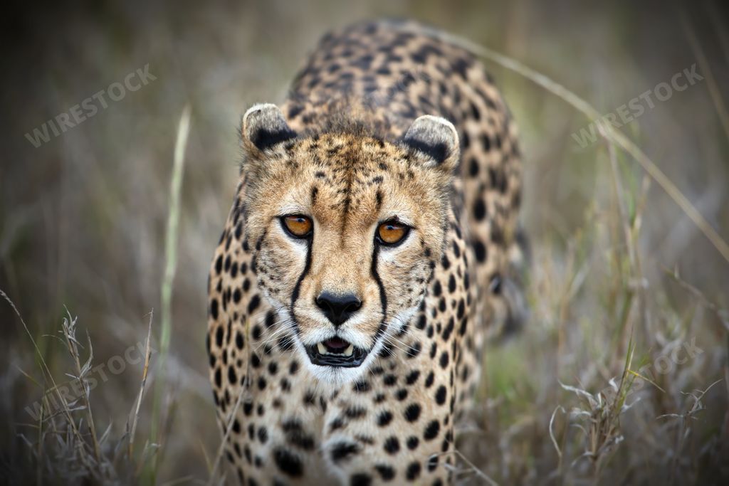 A closeup shot of a cheetah (Acinonyx jubatus) against a blurred background in Tanzania