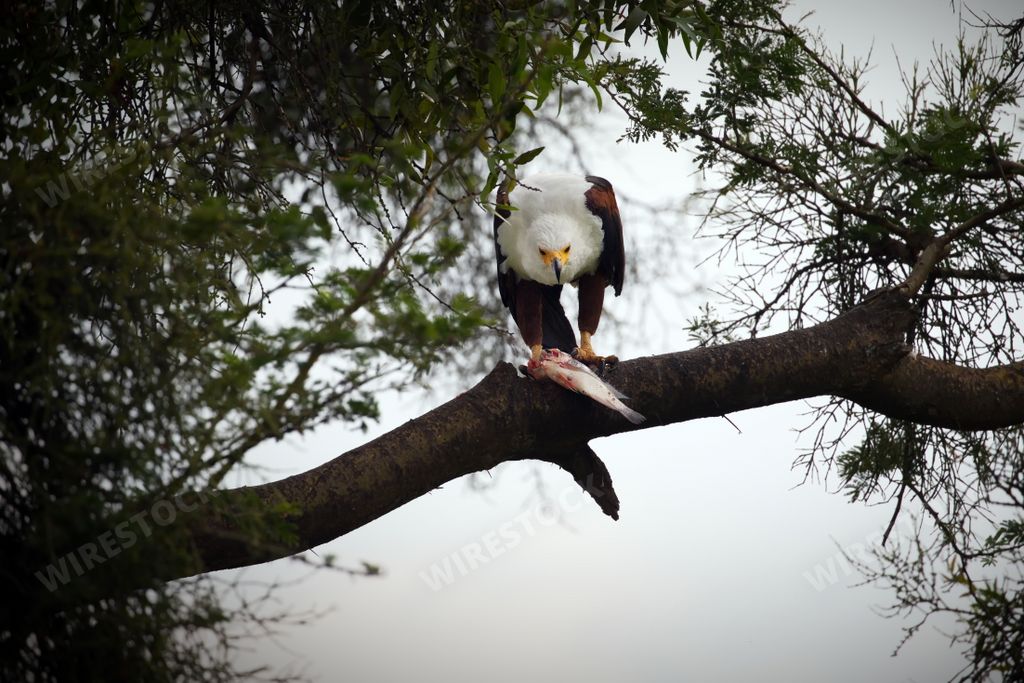 An eagle perched on a branch of a tree in Uganda