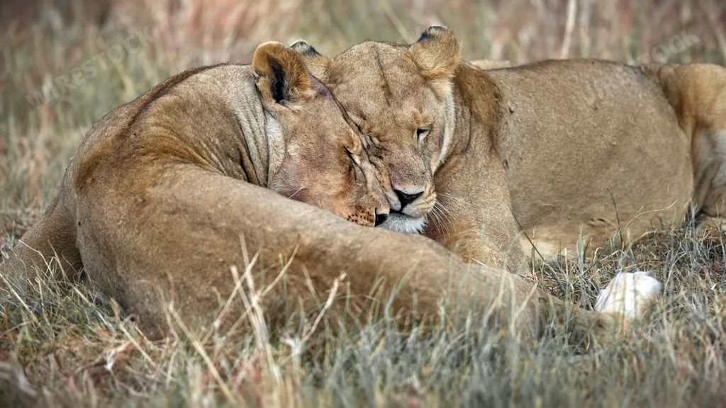 The two majestic African lions resting peacefully in a lush grassy landscape