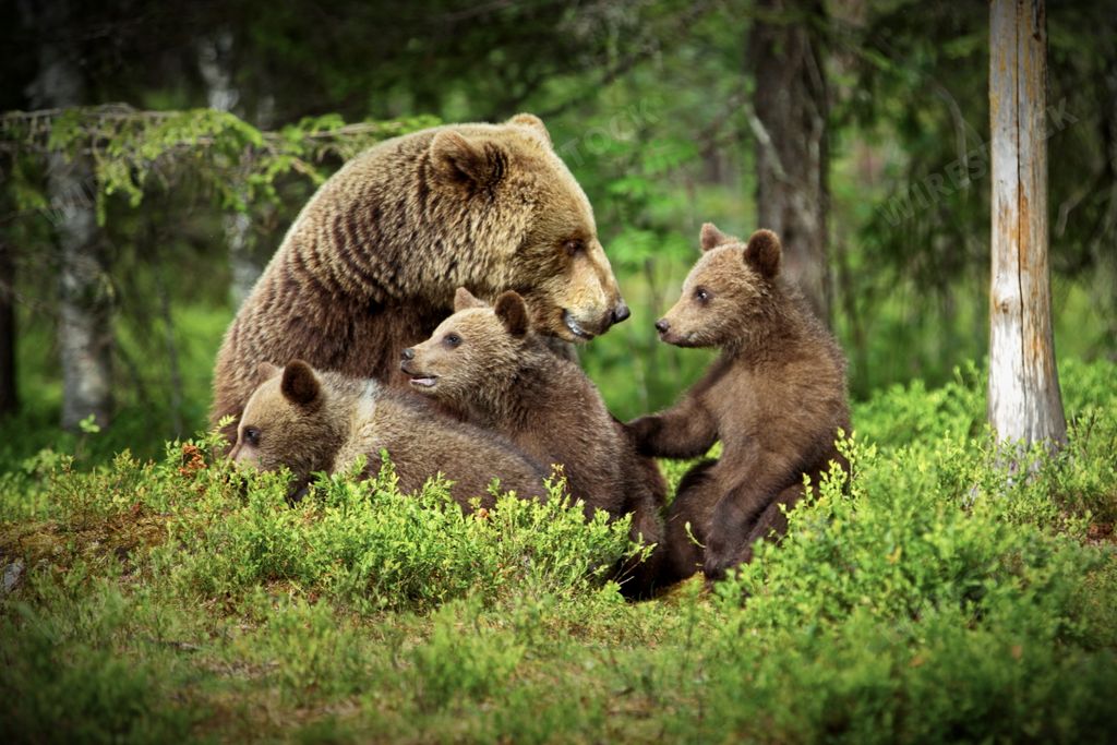 A closeup of grizzly bears mating in a forest in Finland with a blurry background