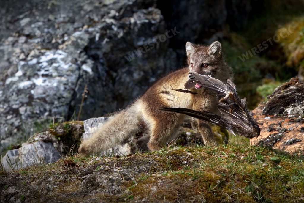 A young wolf with a bird carcass in its mouth in the Svalbard tundra in Norway
