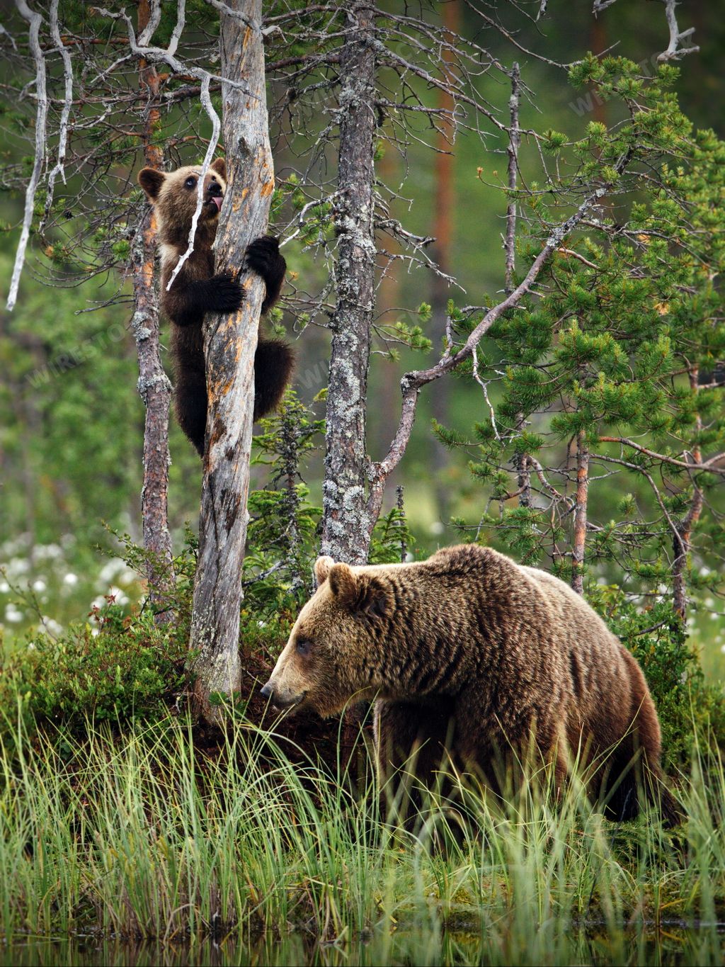 A vertical shot of a green forest with grizzly bears and cubs in Finland during daylight