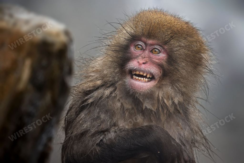 A closeup shot of a mischievous monkey with a furry mane, laughing heartily in a joyous expression in Jigokudani Monkey Park, Japan