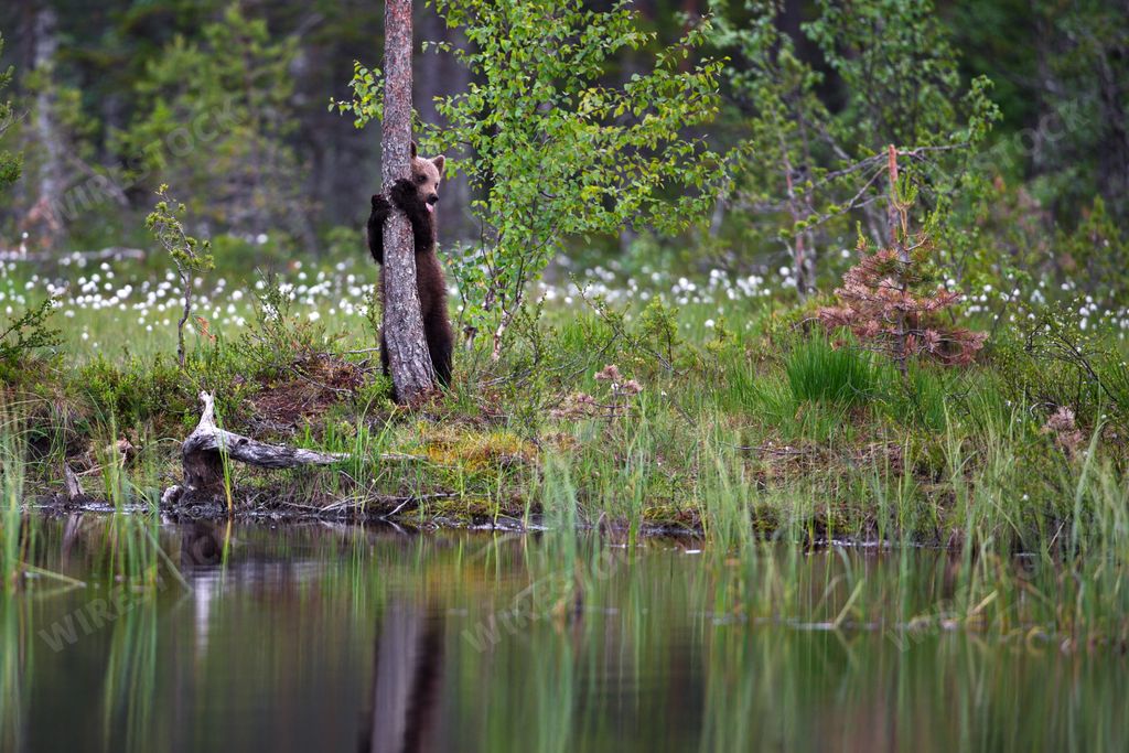 A grizzly bear trying to climb up a tree in a forest in Finland