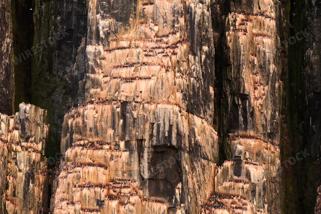 A high rock cliff serving as a nesting cliff in Svalbard, Norway