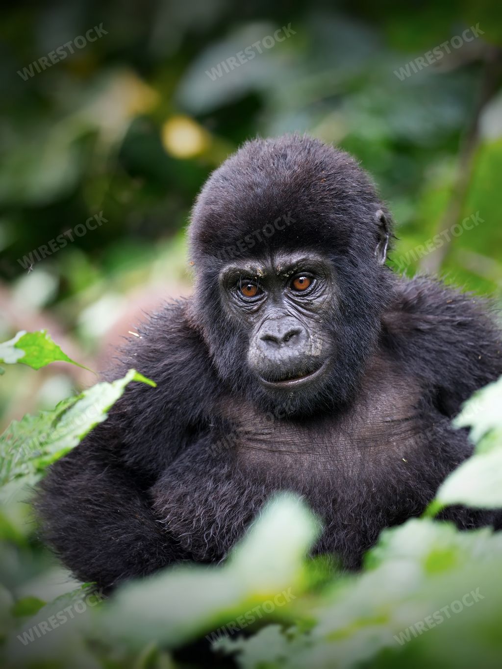 A vertical closeup shot of a small gorilla on a field in Uganda