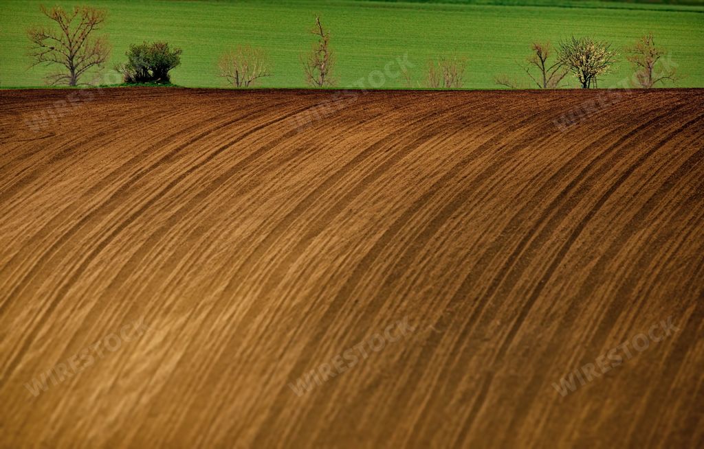 The processed field with trees and grass in Moravia, Czech Republic