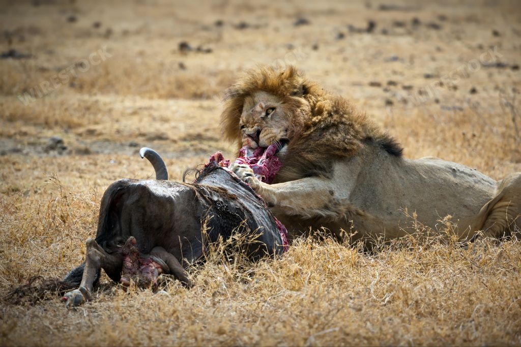 A lion eating the meat of its prey in Savanna in Tanzania