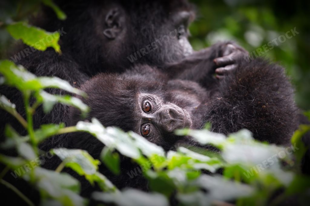 A mother gorrilla playing with her baby in a forest in Uganda