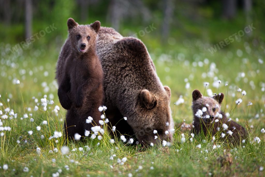A family of brown bears in a field covered with white small flowers in FInland