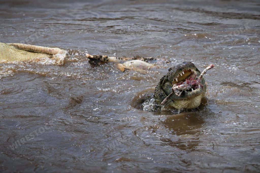 A saltwater crocodile captured feeding on animals with bloody bones in its mouth
