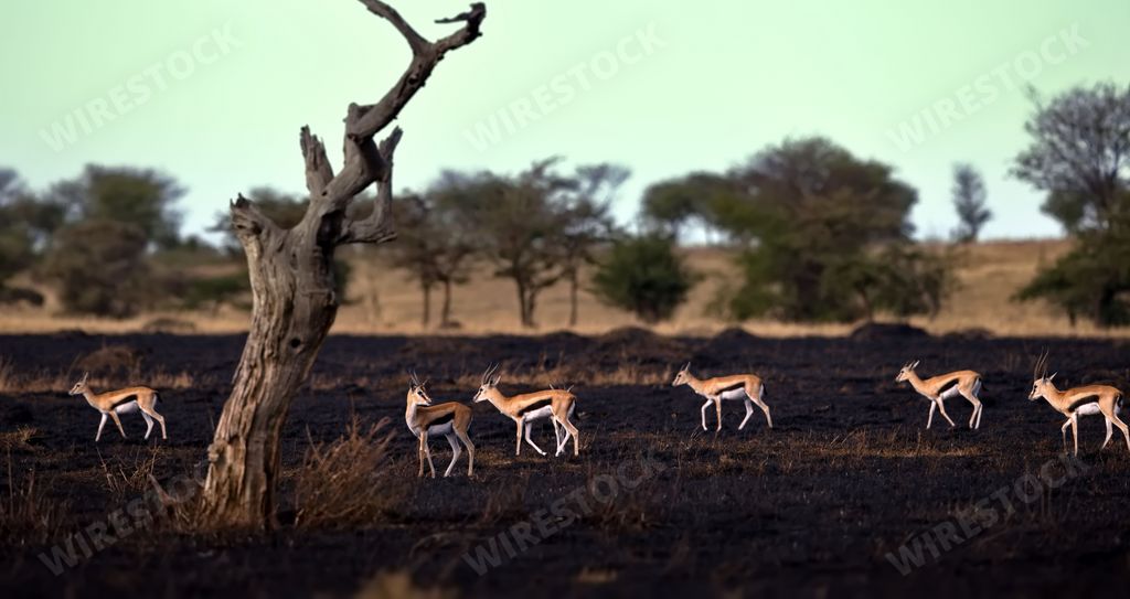 A herd of antelope running across a dry plain in Serengeti, Tanzania