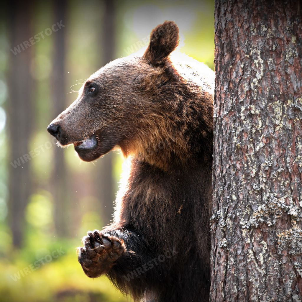 A portrait of a grizzly bear near a tree in a forest under the sunlight in Finl