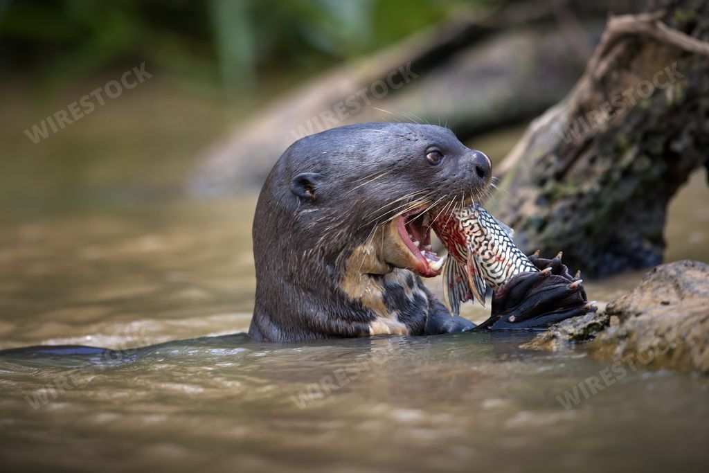 A wet mongoose caught the fish in the water in Pantanal, Brasil