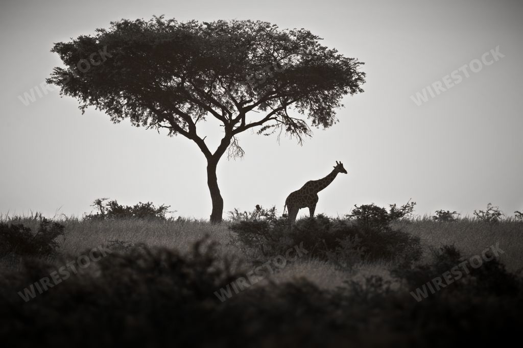 A grayscale shot of a giraffe under a large tree in Uganda