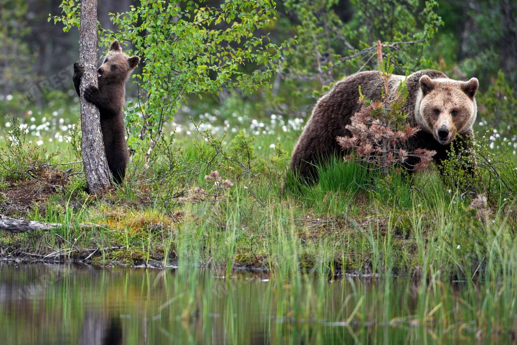 A male brown Grizzly bear and a baby climbing a tree in the forest near water ground in Finland