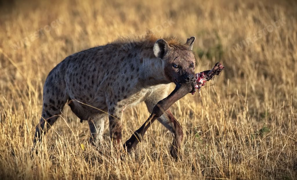 An African Spotted Hyena carrying a dead animal in its mouth