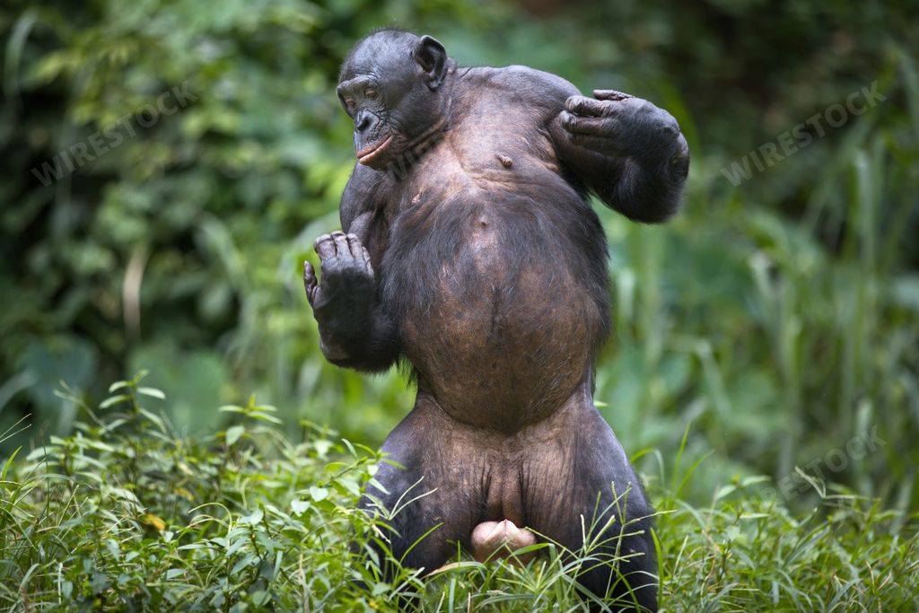 A large bonobo monkey stretching in the Democratic Republic of the Congo