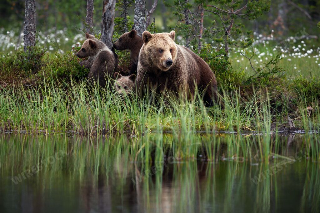 A family of brown bears looking for fish i the lake in a forest in Finland