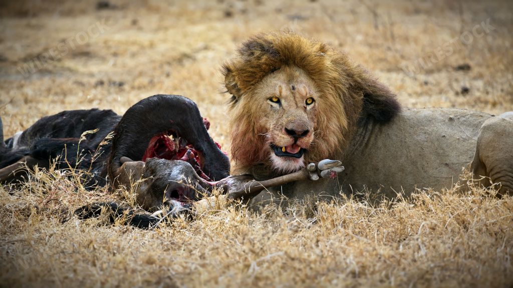 A fierce lion near its prey carcass on a field in Tanzania
