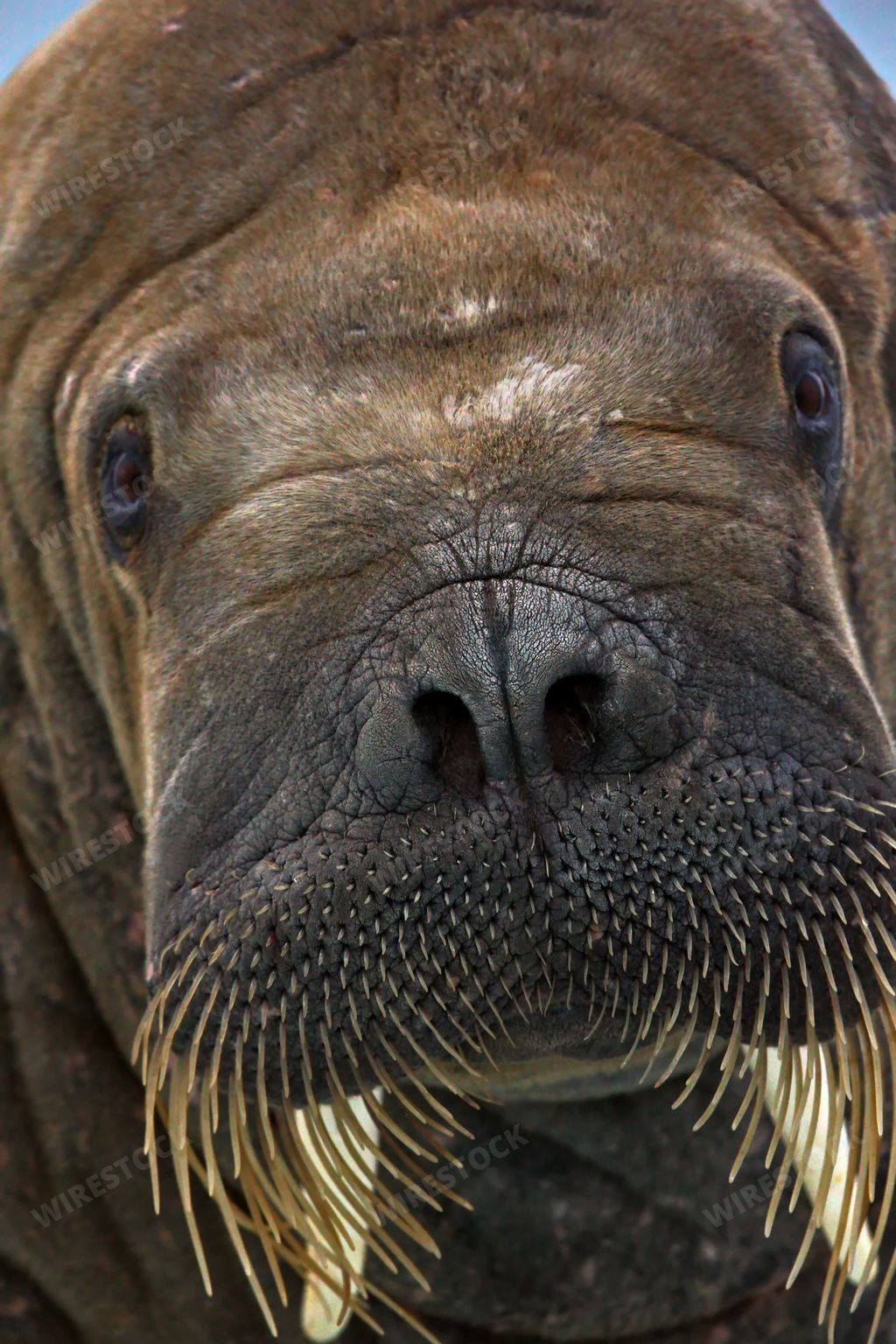 A detailed closeup of a walrus' face with its whiskers and short tusk
